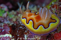 Nudibranch Misool house reef 2 by Todd Moseley 